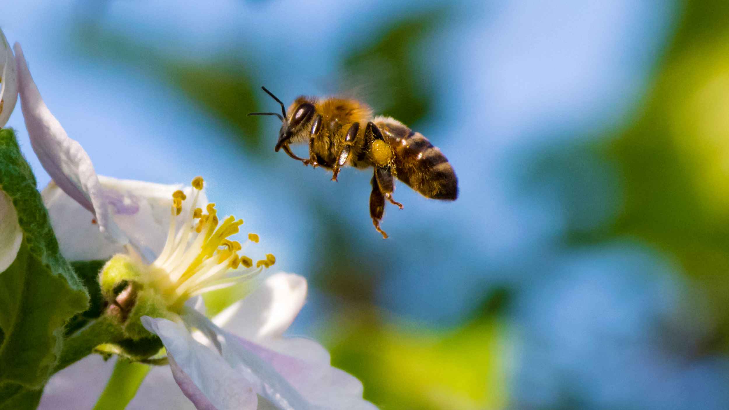 Unternehmensbienen Projekt