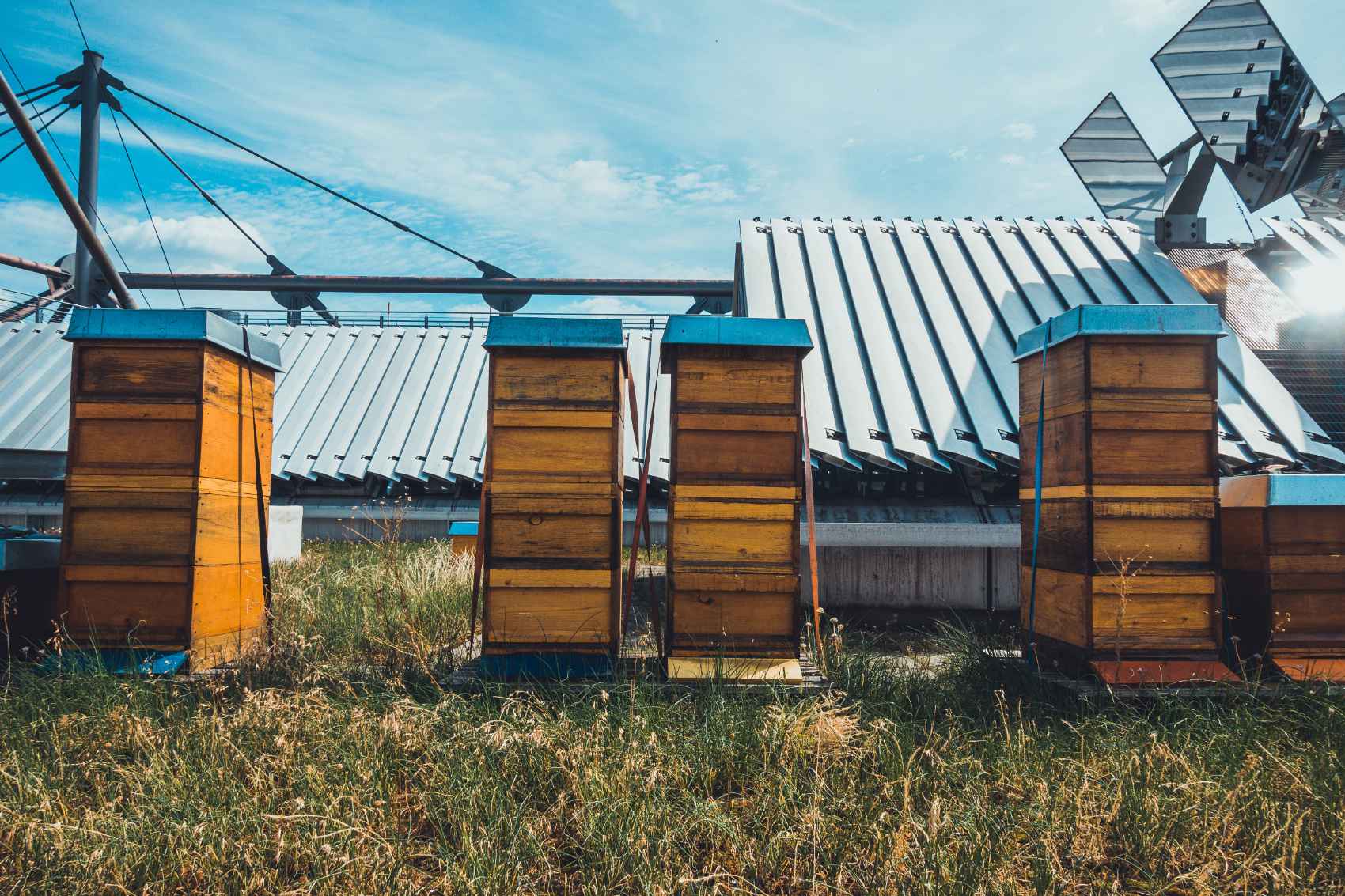 Honigbienen Nahaufnahme