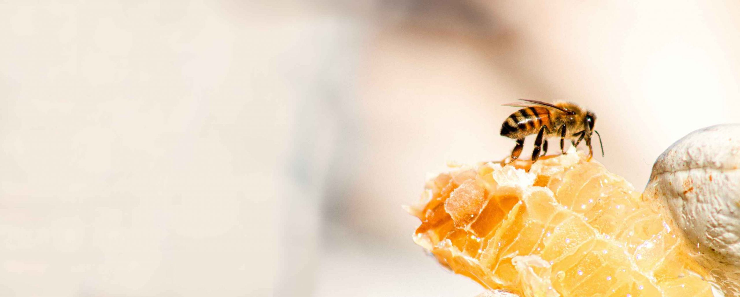 Unternehmensbienen bei der Arbeit